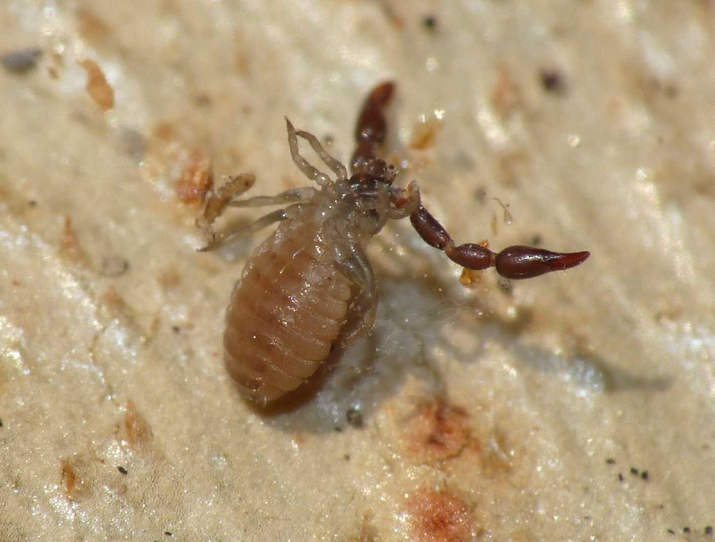 Pseudoscorpiones da Ostia (RM): Cheliferidae